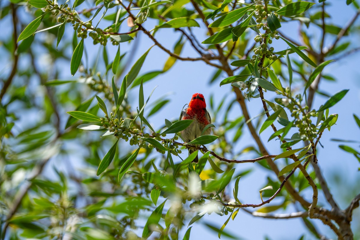 Scarlet Myzomela - ML645929884