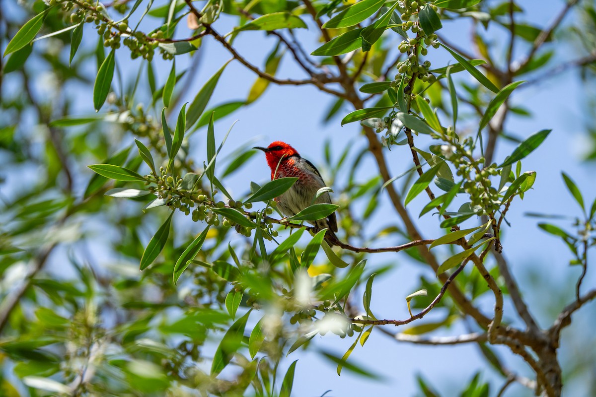 Scarlet Myzomela - ML645929885