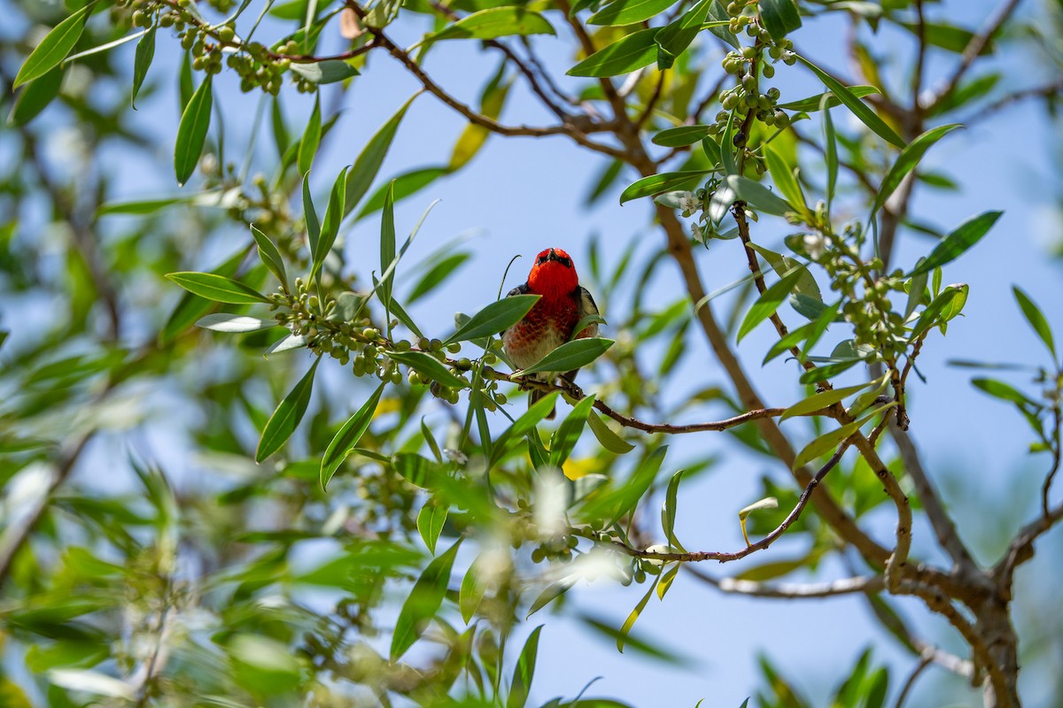 Scarlet Myzomela - ML645929886