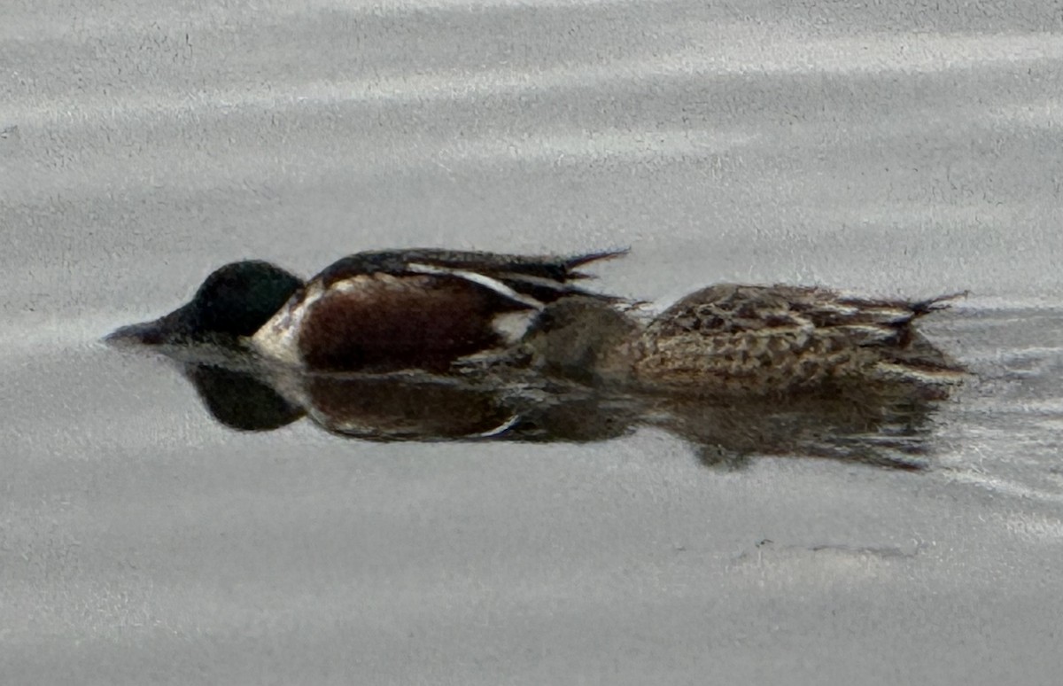 琵嘴鴨 - ML645929887