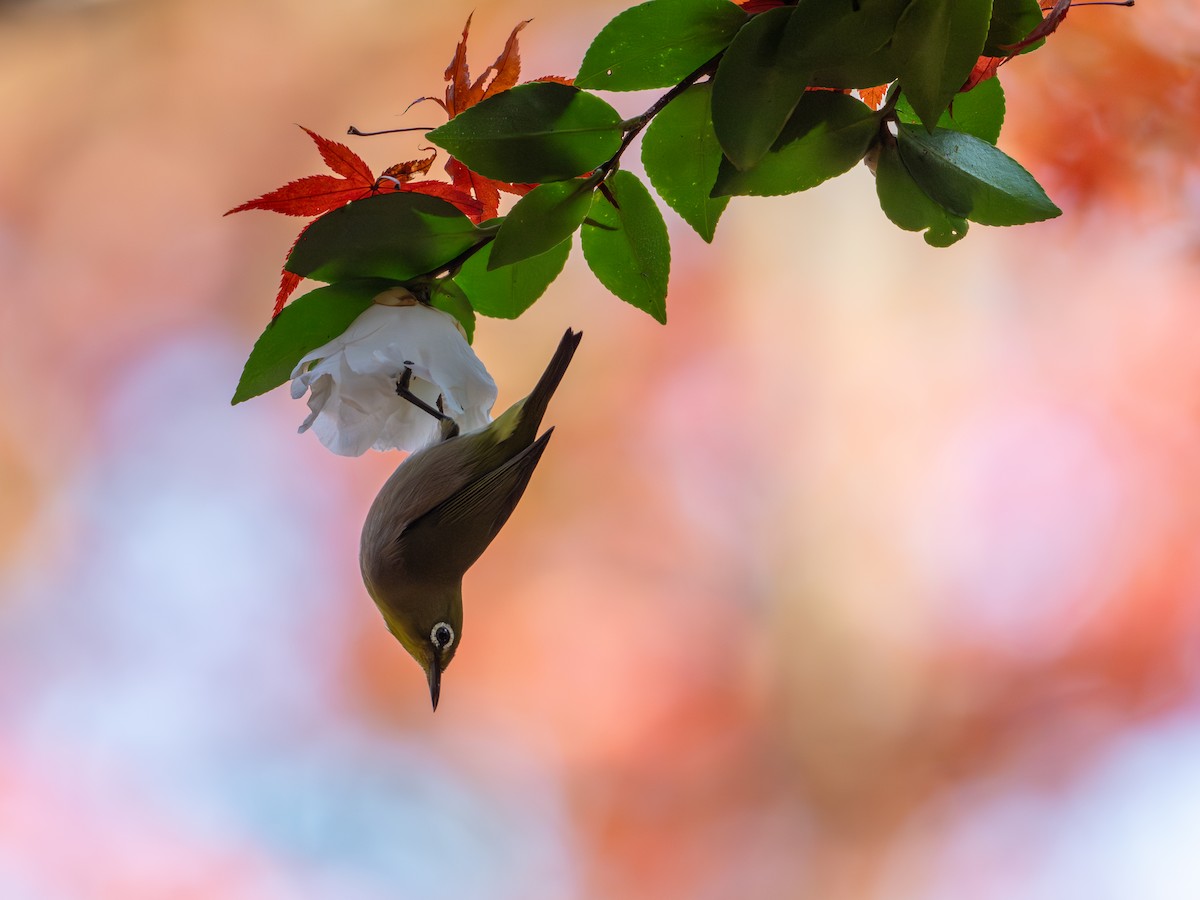 日菲繡眼 - ML645929889