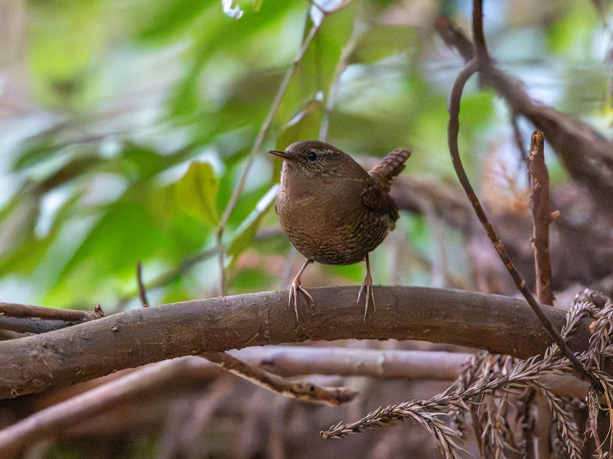 鷦鷯 - ML645929894