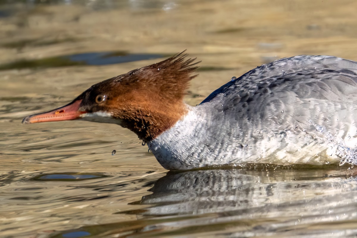 川秋沙 - ML645929899