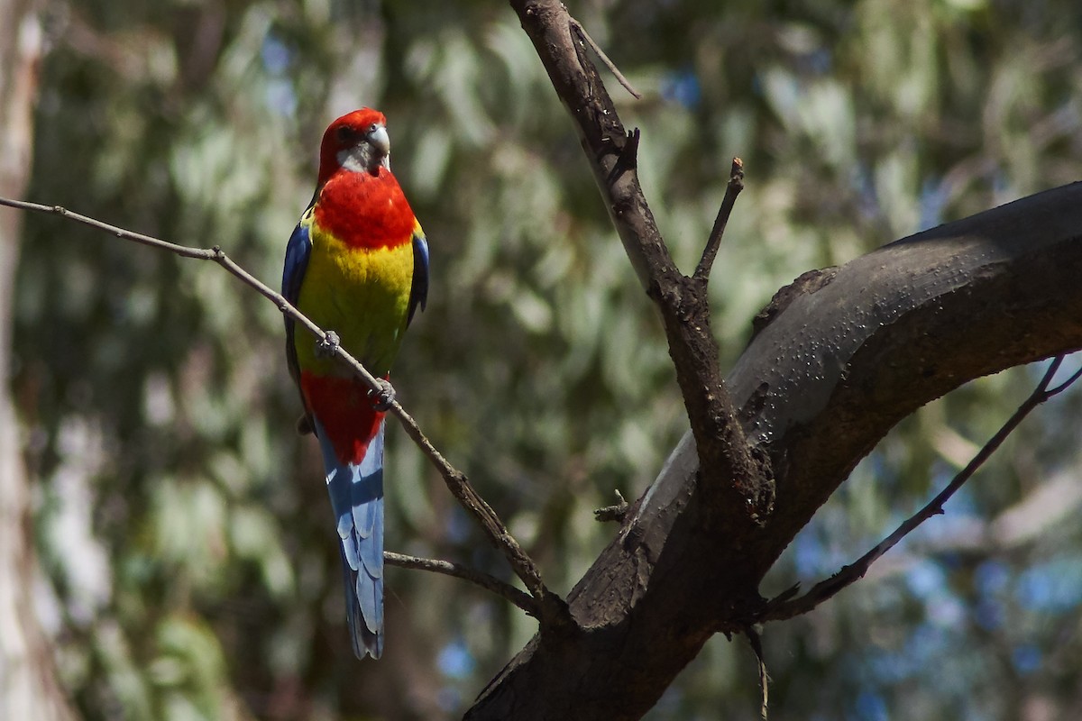 Eastern Rosella - ML645929900