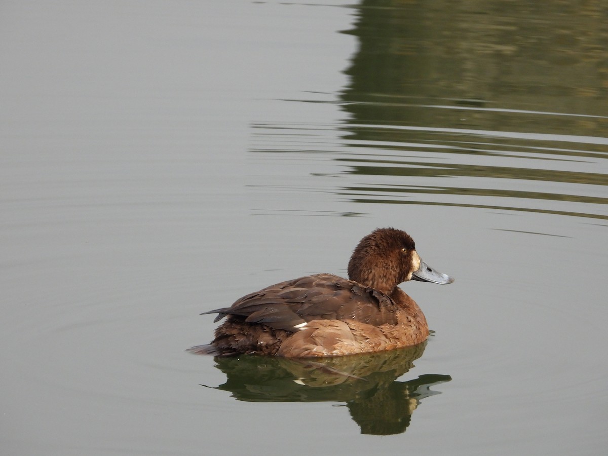 斑背潛鴨 - ML645929901
