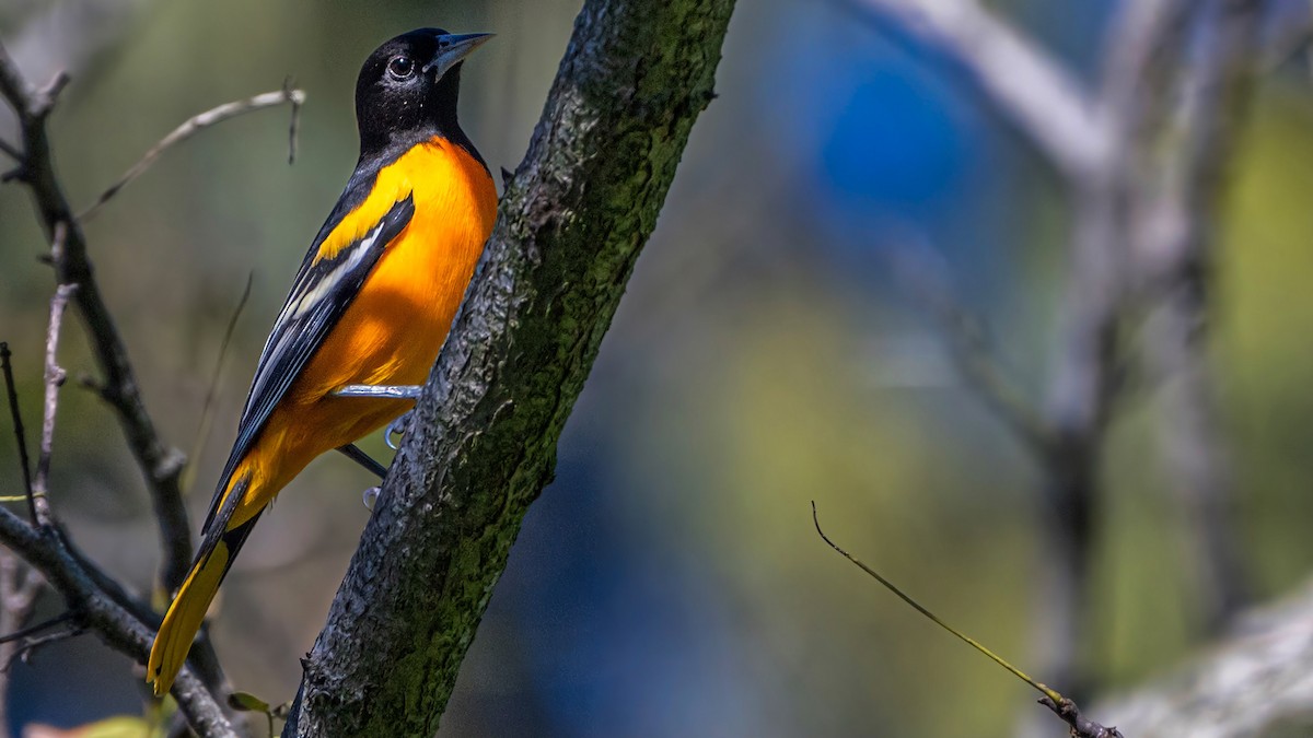 Baltimore Oriole - ML645929904