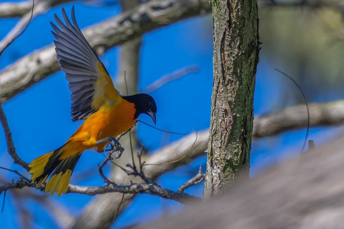 Baltimore Oriole - ML645929905