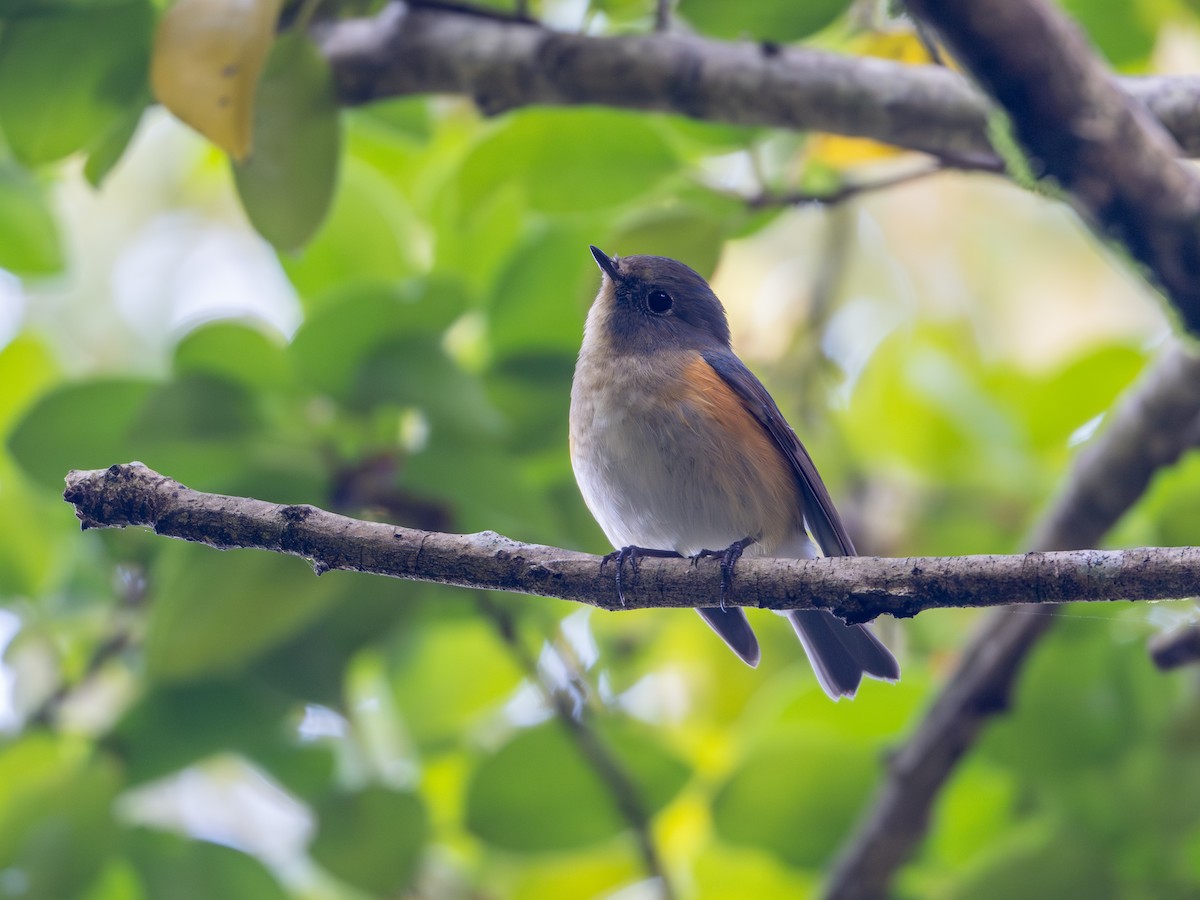 藍尾鴝 - ML645929906