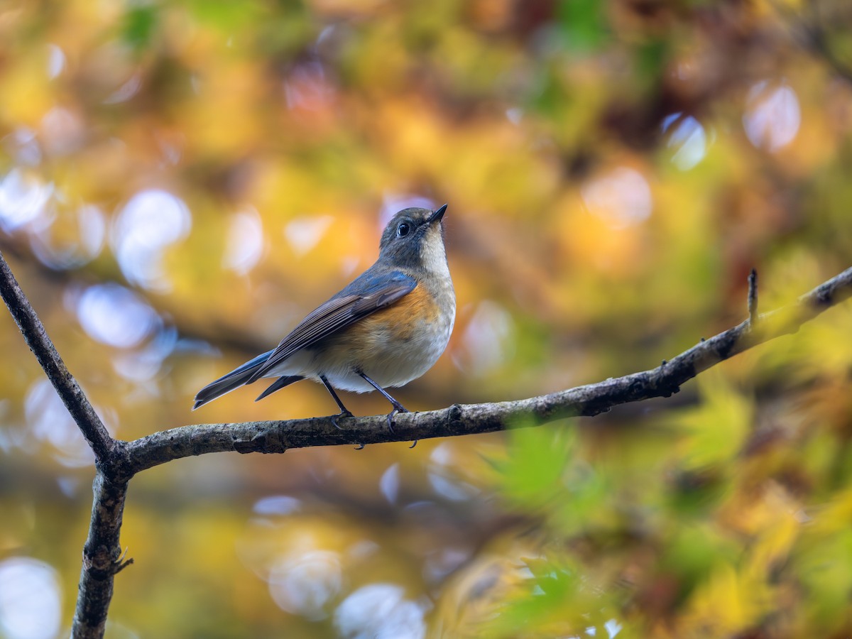 藍尾鴝 - ML645929907