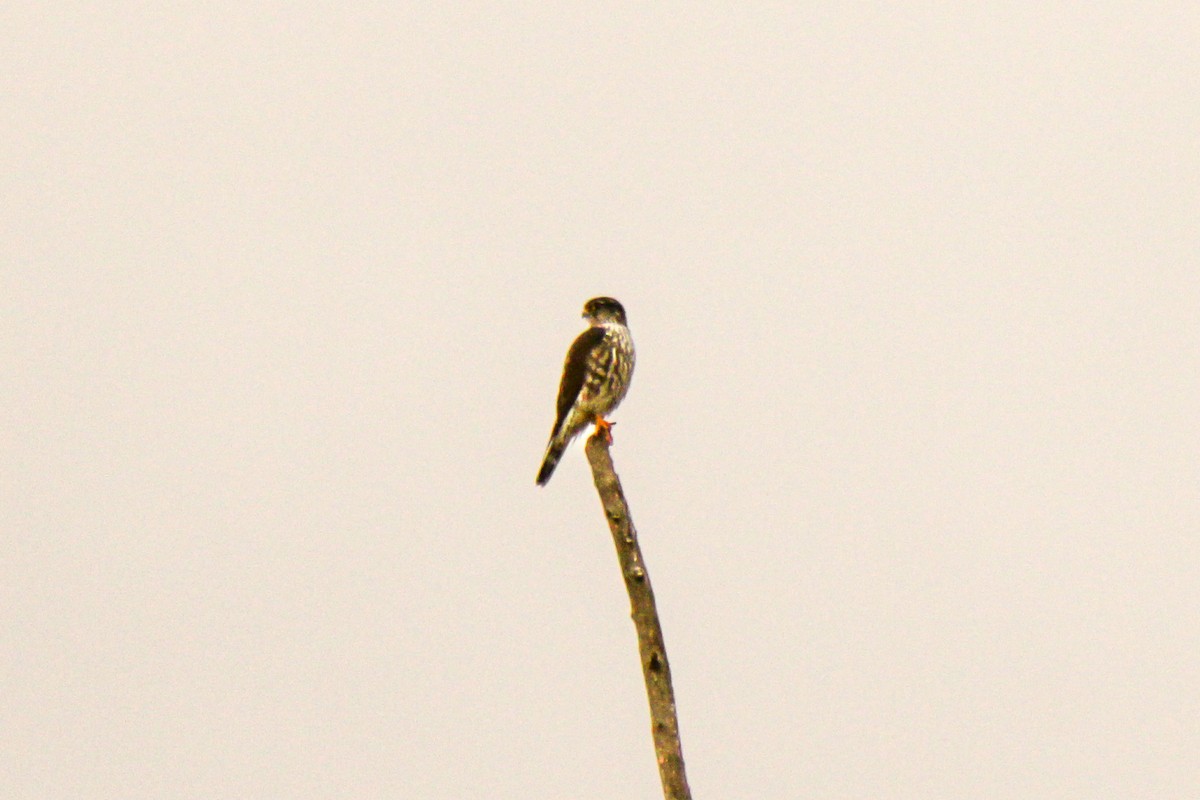 灰背隼 - ML645929911