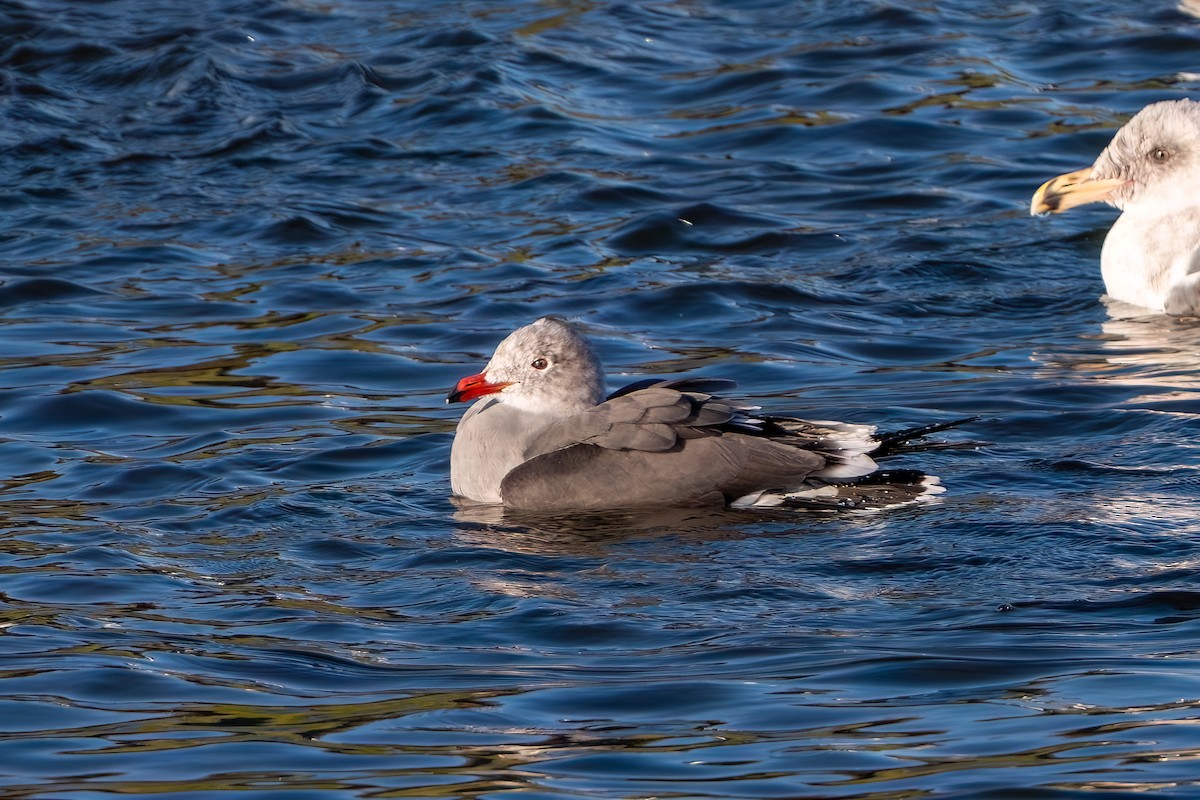Heermann's Gull - ML645929912