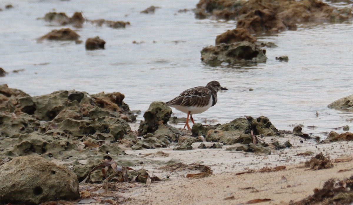 翻石鷸 - ML645929913