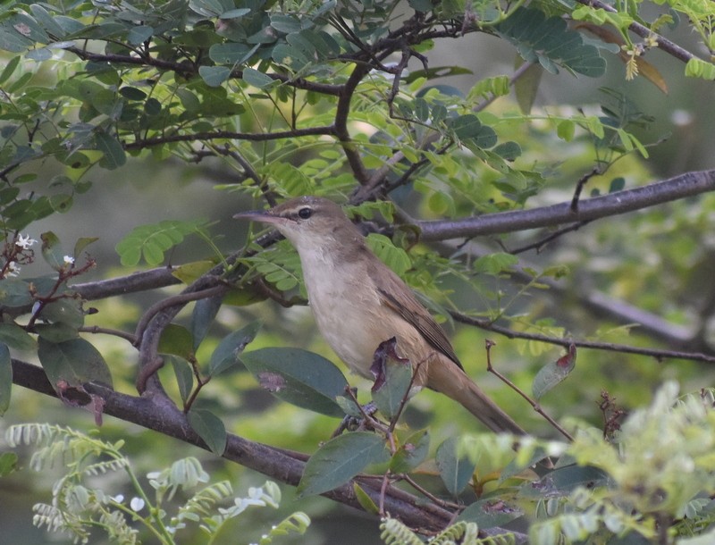 קנית אפריקנית - ML645929914