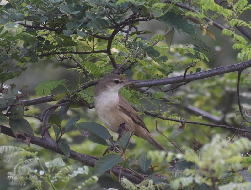 קנית אפריקנית - ML645929915