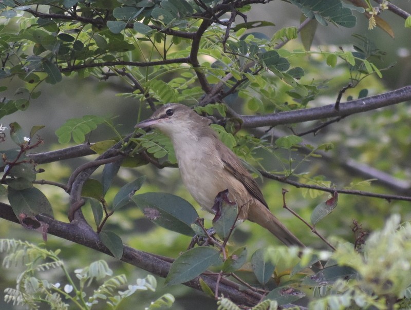 קנית אפריקנית - ML645929916