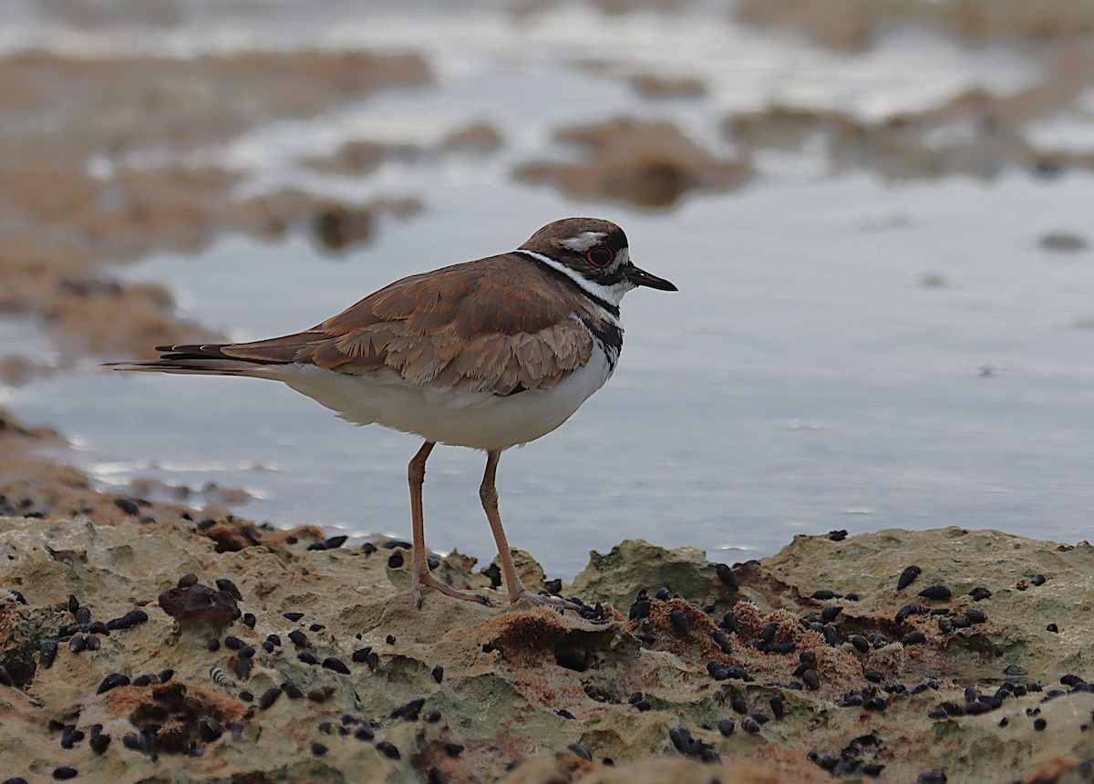 Killdeer - ML645929917