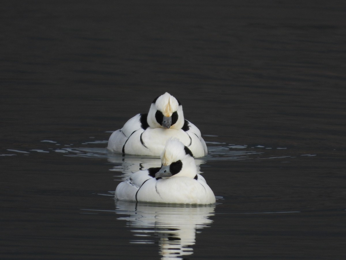 白秋沙 - ML645929918