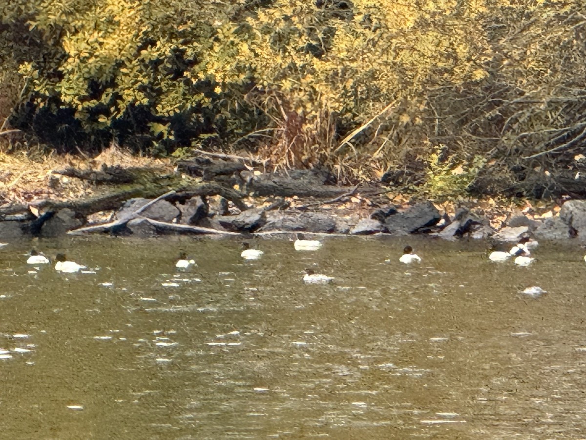 川秋沙 - ML645929919