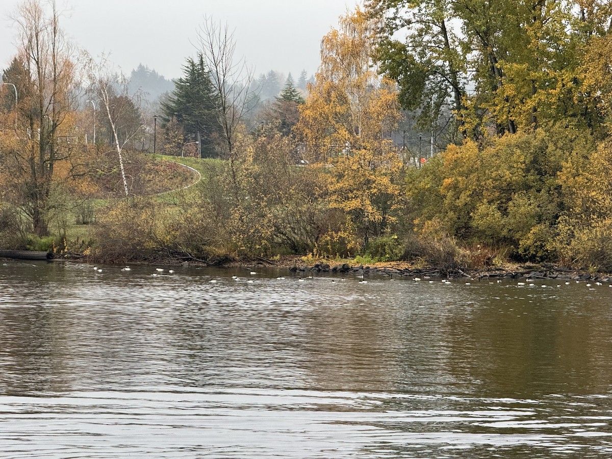 川秋沙 - ML645929920