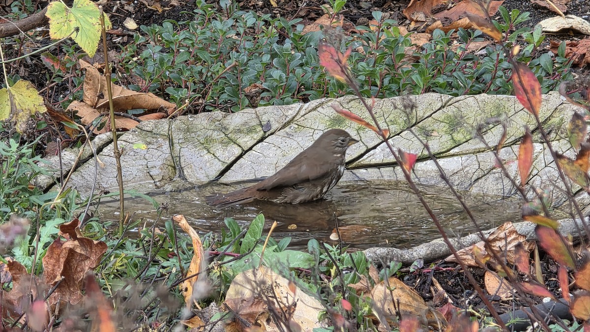 ゴマフスズメ - ML645929930