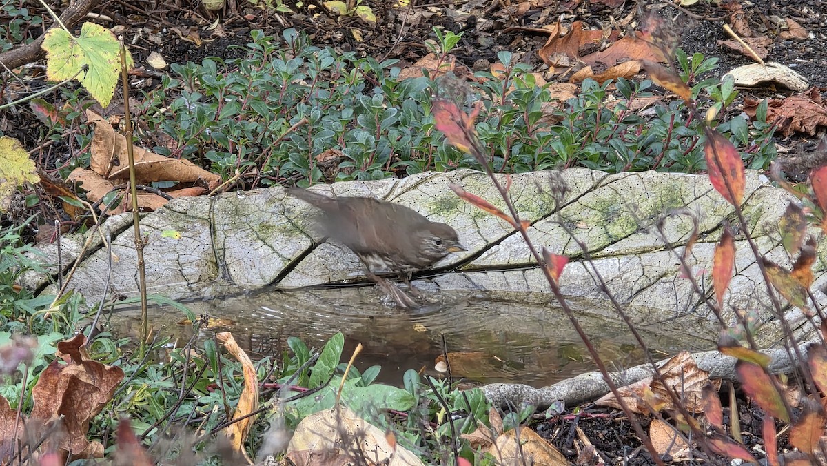 ゴマフスズメ - ML645929931