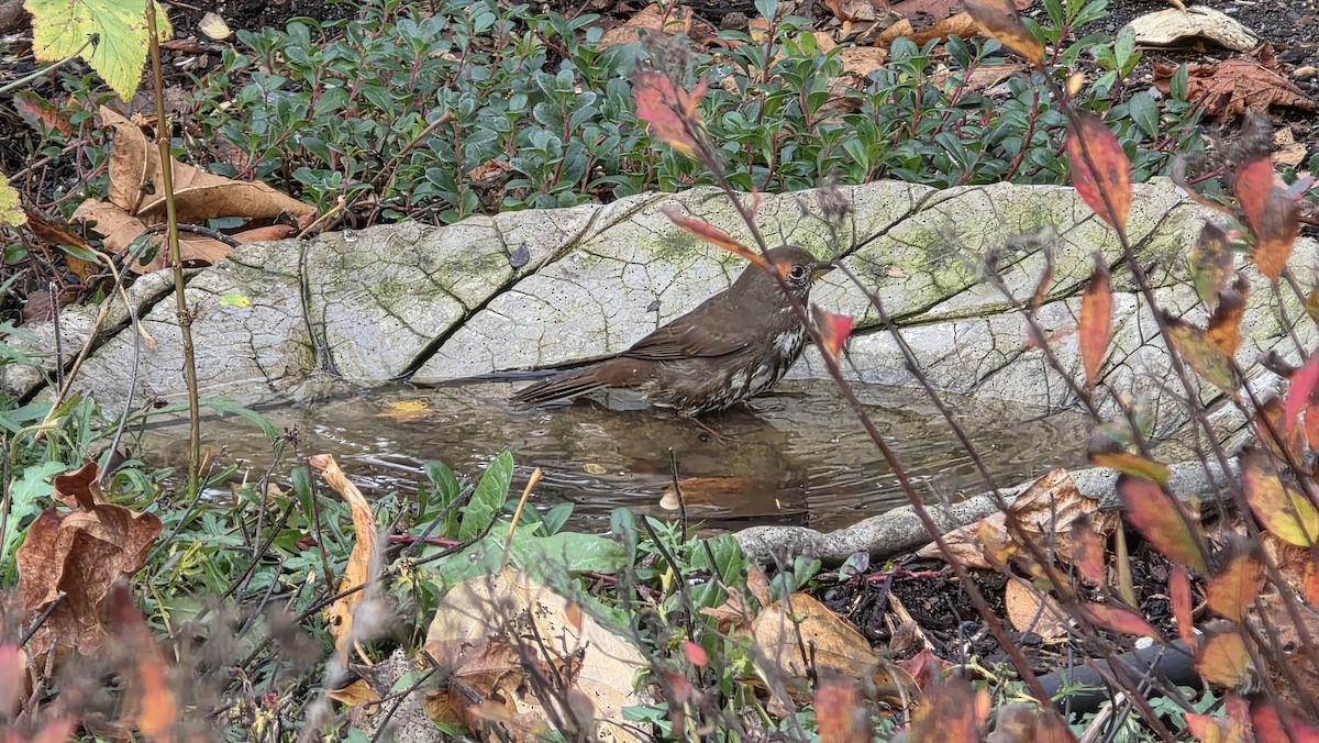 ゴマフスズメ - ML645929932