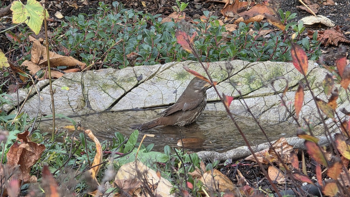 ゴマフスズメ - ML645929933