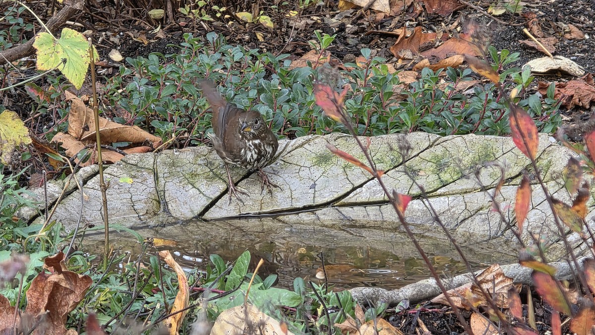 ゴマフスズメ - ML645929934