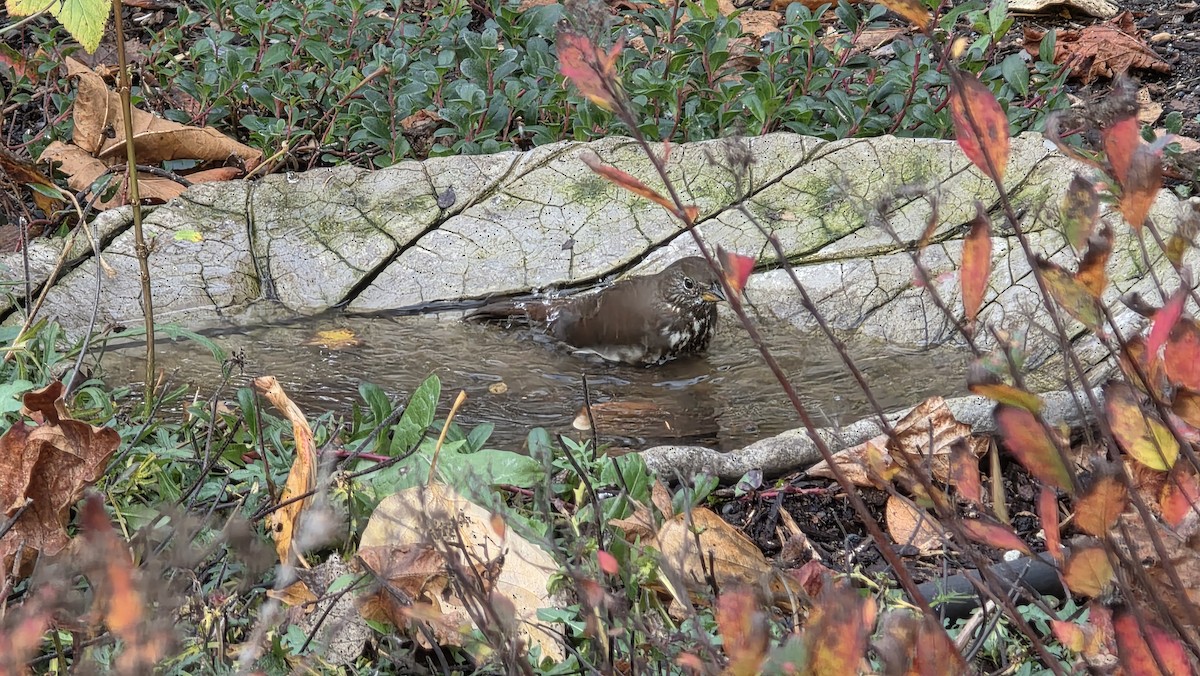 ゴマフスズメ - ML645929935