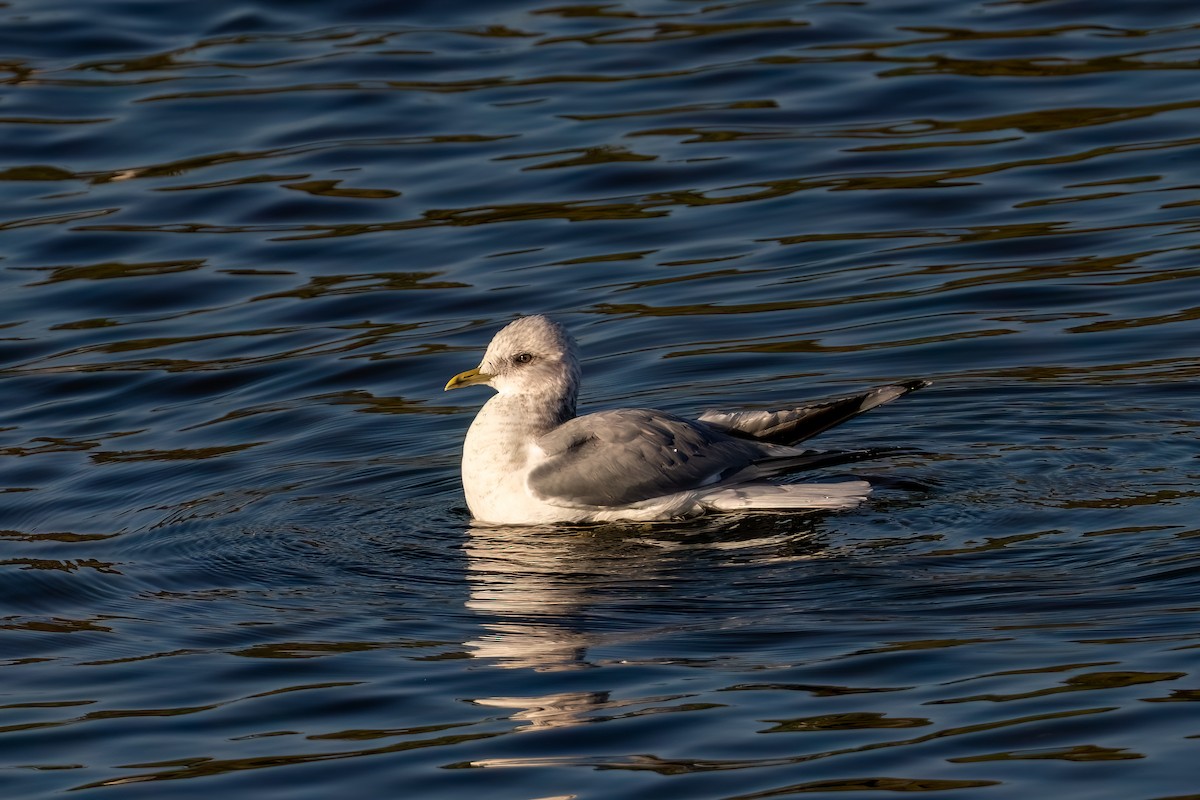 Short-billed Gull - ML645929937