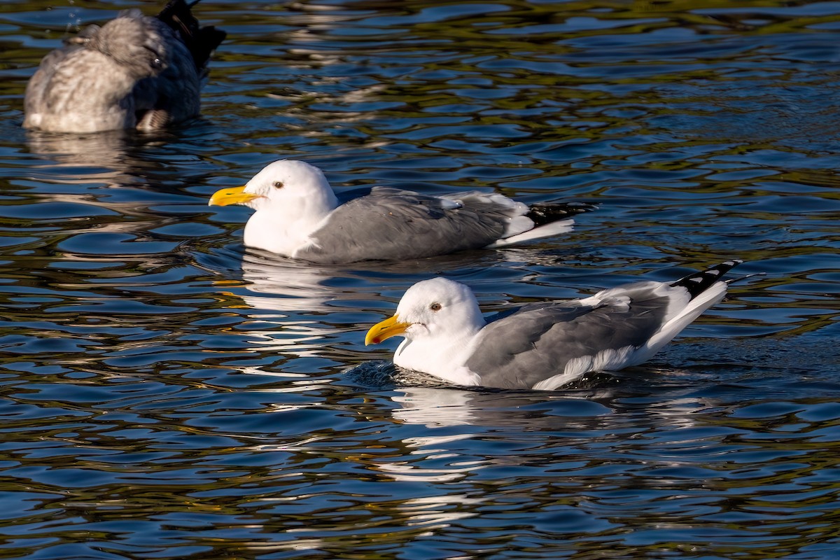 Мартин західний - ML645929939