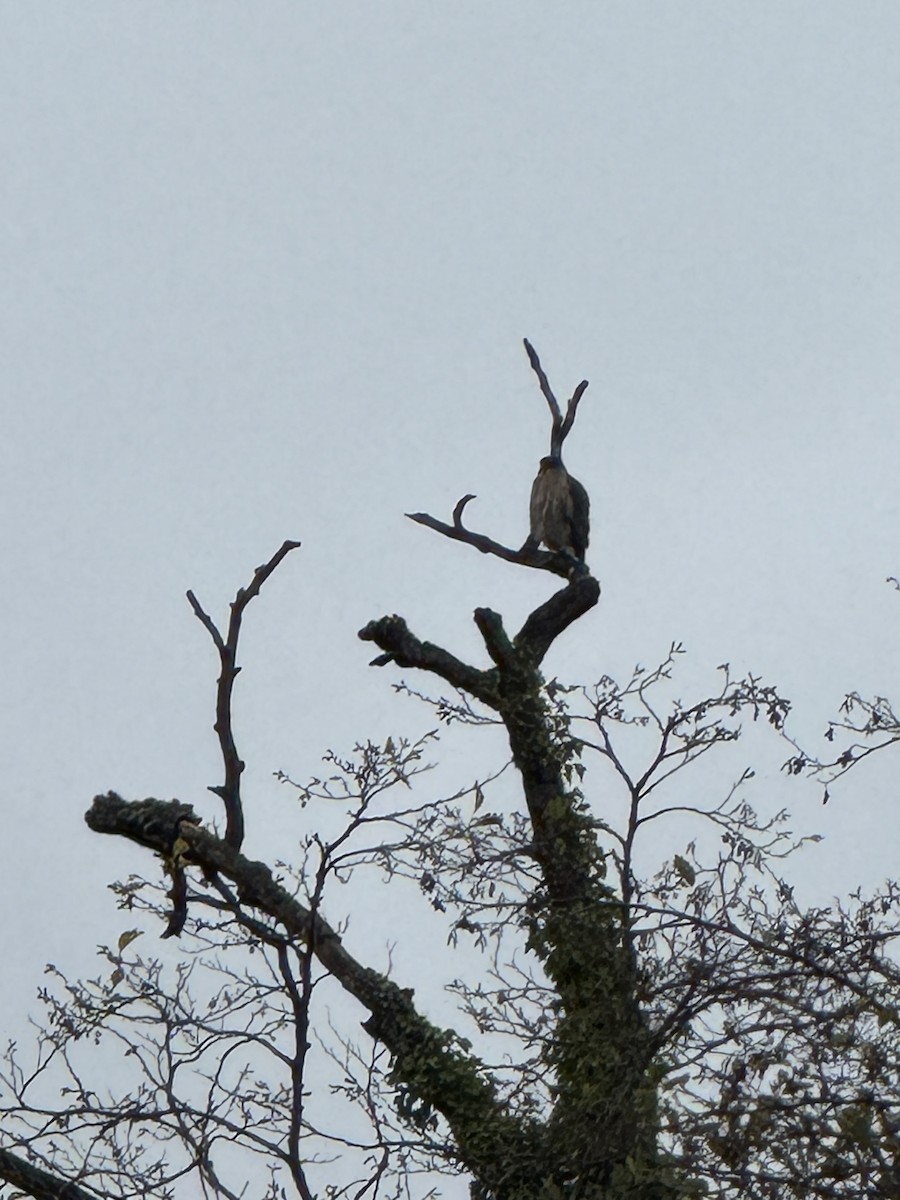 Cooper's Hawk - ML645929940