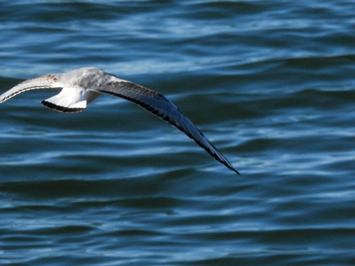 Gaviota de Bonaparte - ML645929941