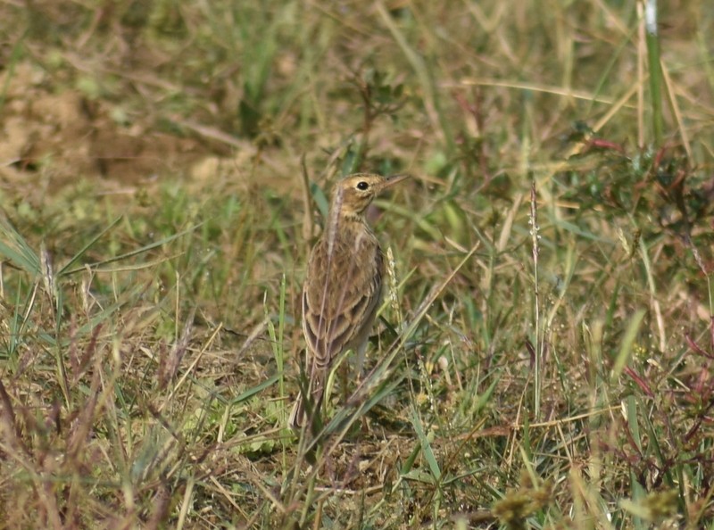 Tawny Pipit - ML645929942