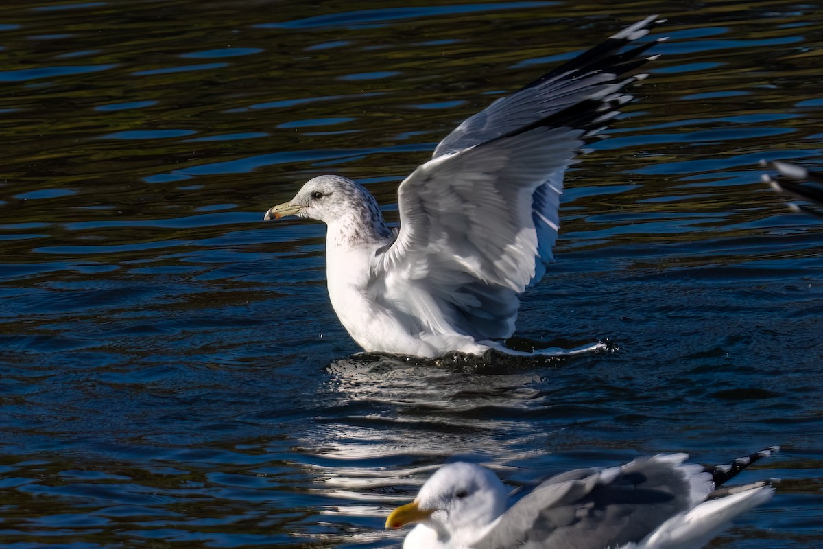 California Gull - ML645929947