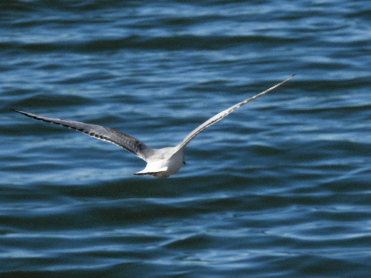 Gaviota de Bonaparte - ML645929948