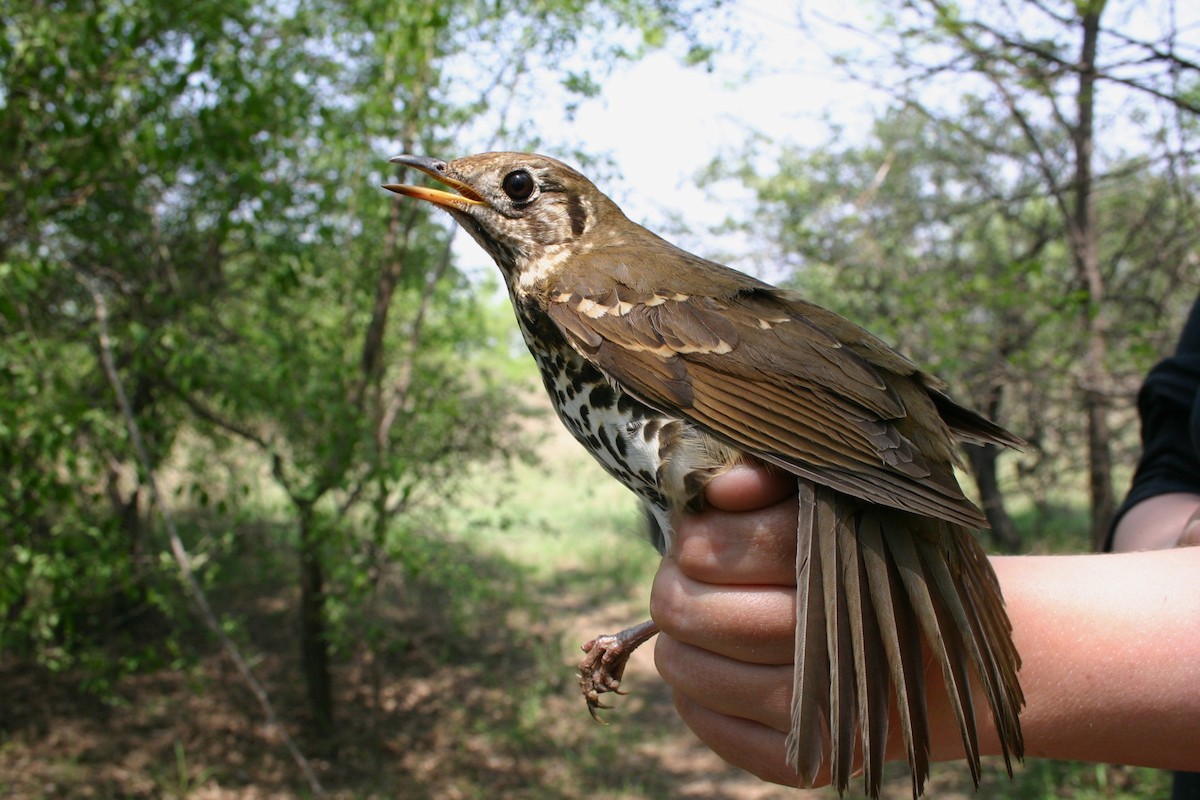 Chinese Thrush - ML645929949