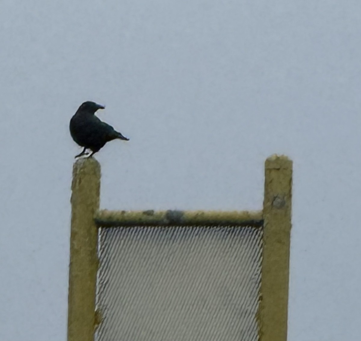 アメリカガラス - ML645929951