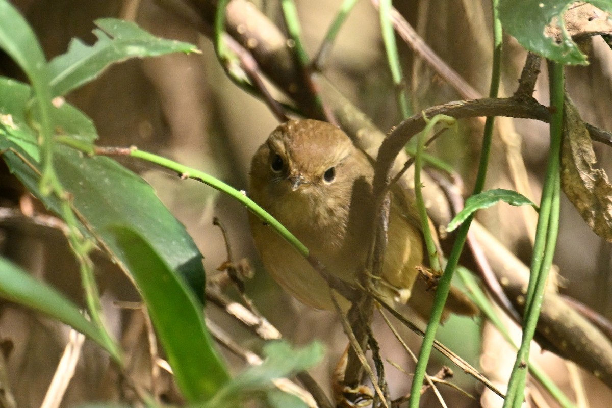 タイワンコウグイス - ML645929952