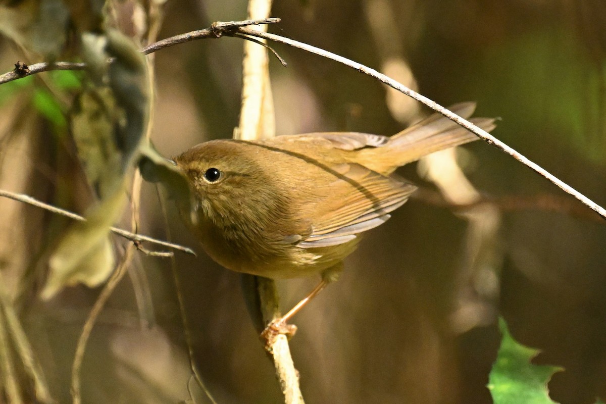 タイワンコウグイス - ML645929953