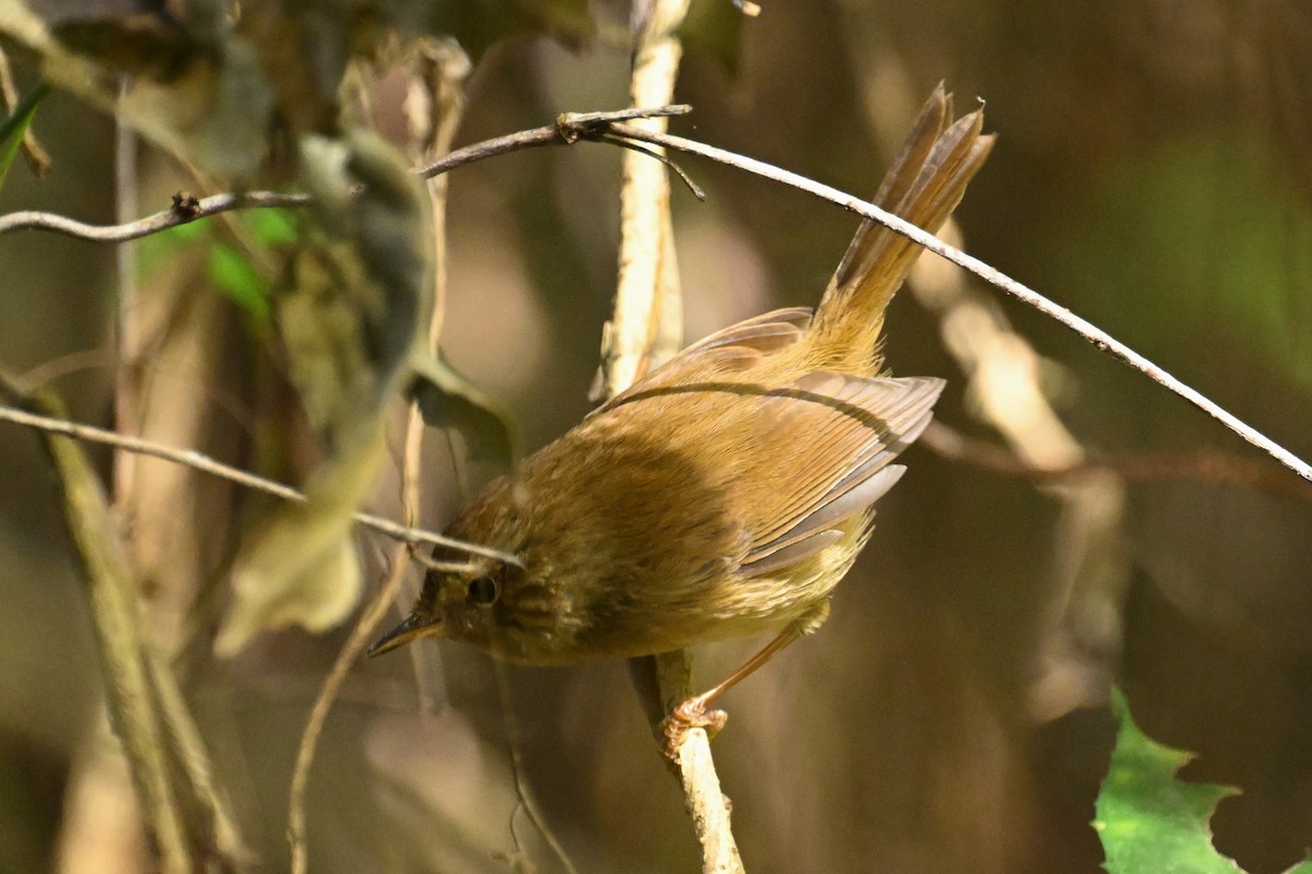 タイワンコウグイス - ML645929954