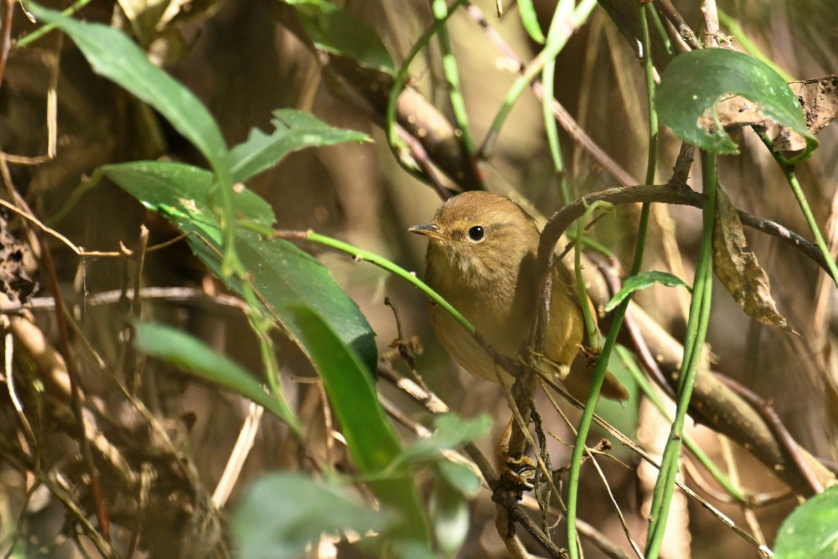 タイワンコウグイス - ML645929955