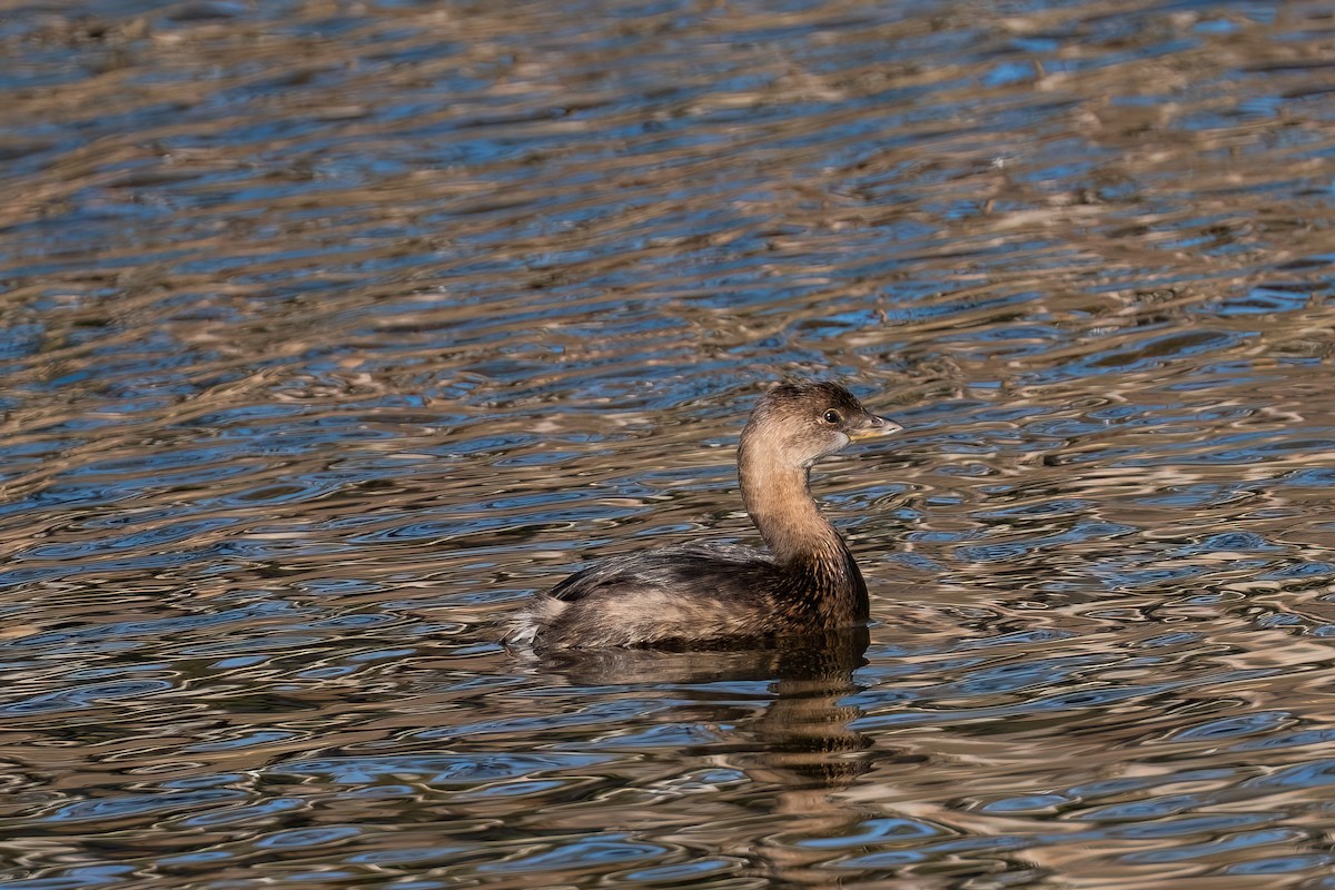 オビハシカイツブリ - ML645929956