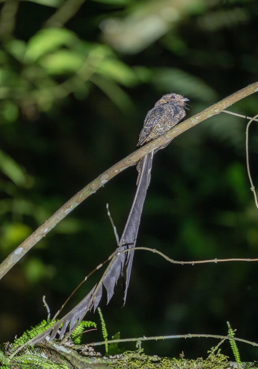 タテゴトヨタカ - ML645929957