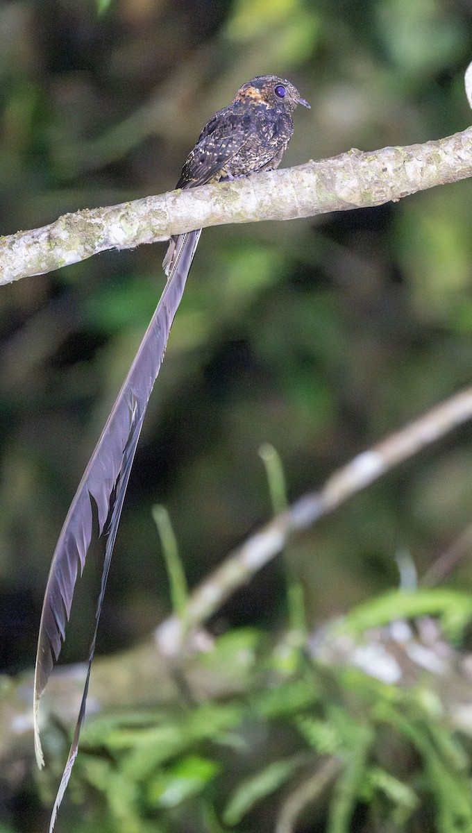 タテゴトヨタカ - ML645929959