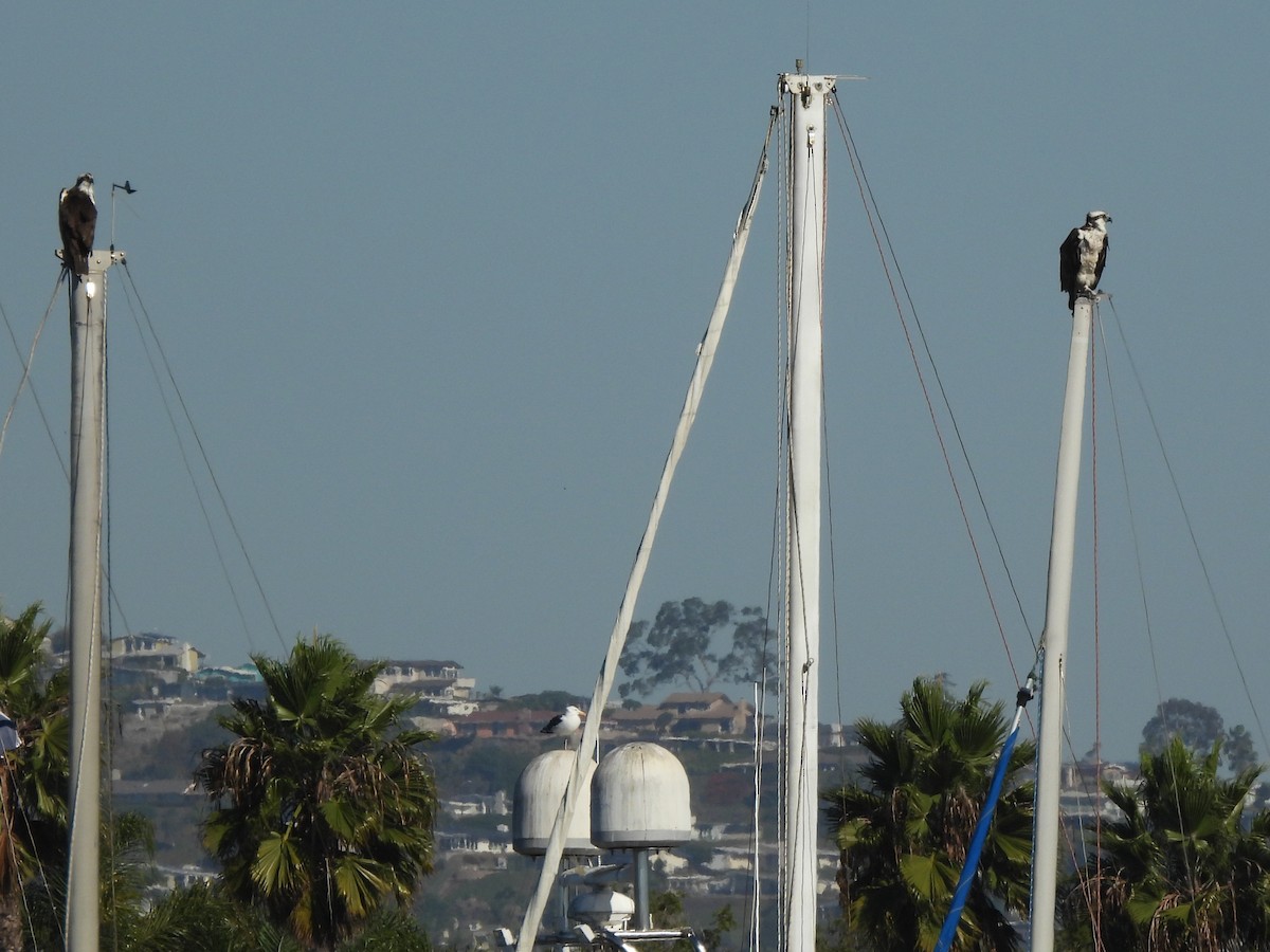 ミサゴ - ML645929960