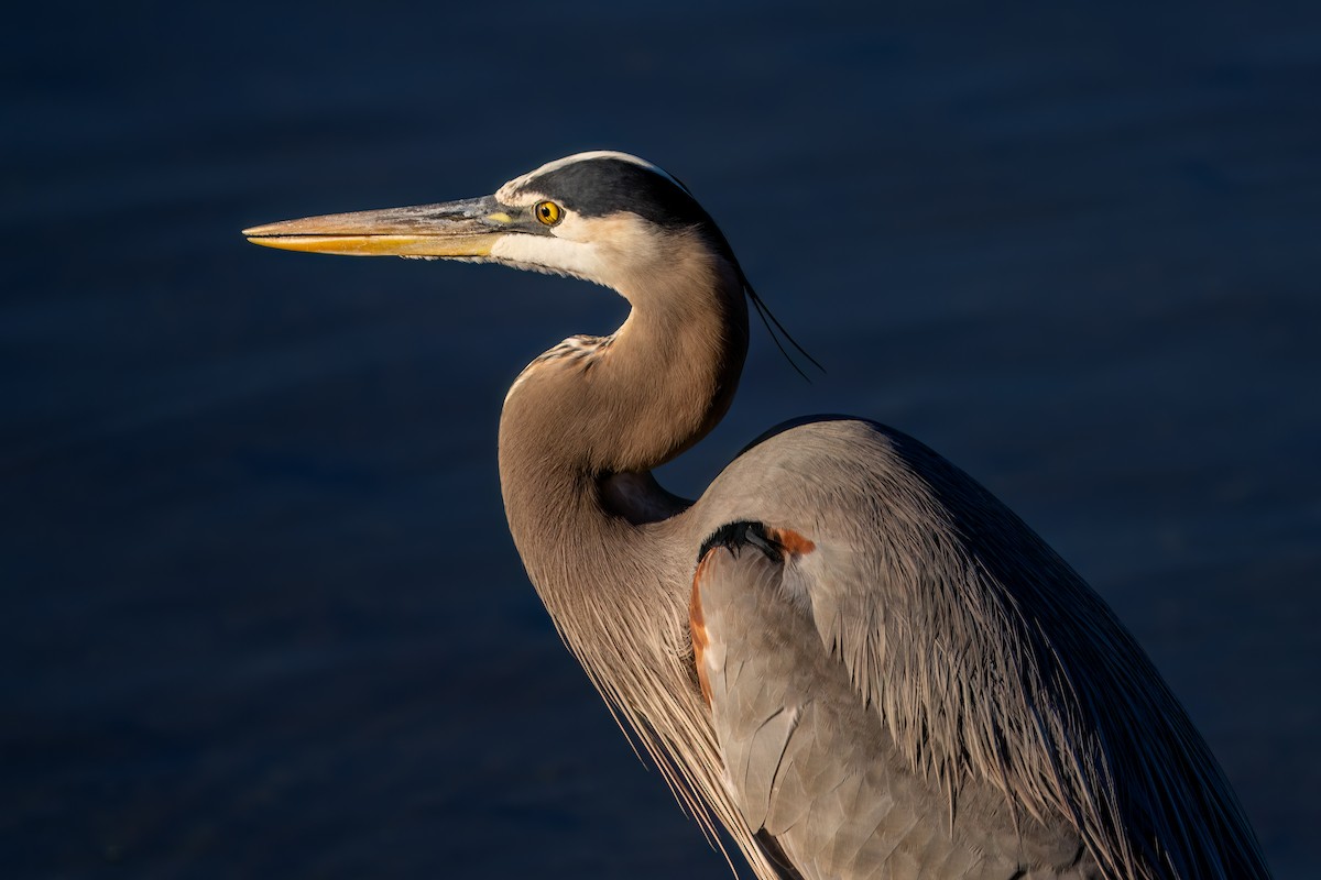 オオアオサギ - ML645929967