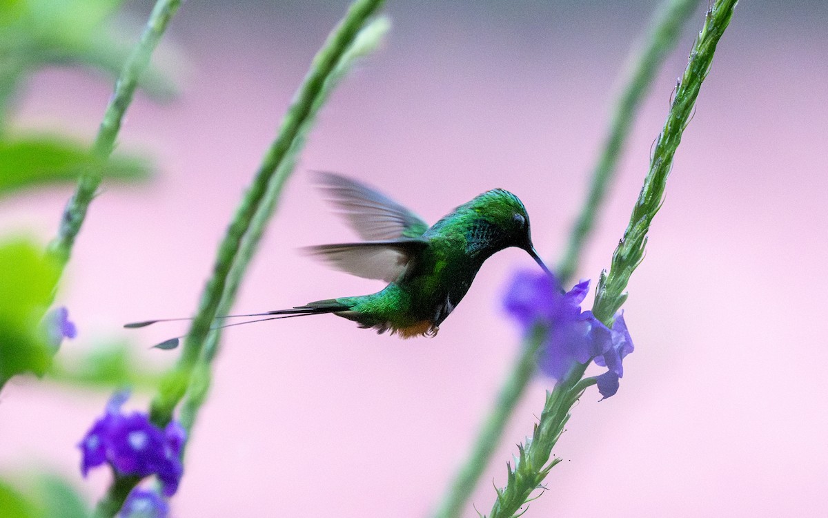 Rufous-booted Racket-tail (Anna's) - ML645929968