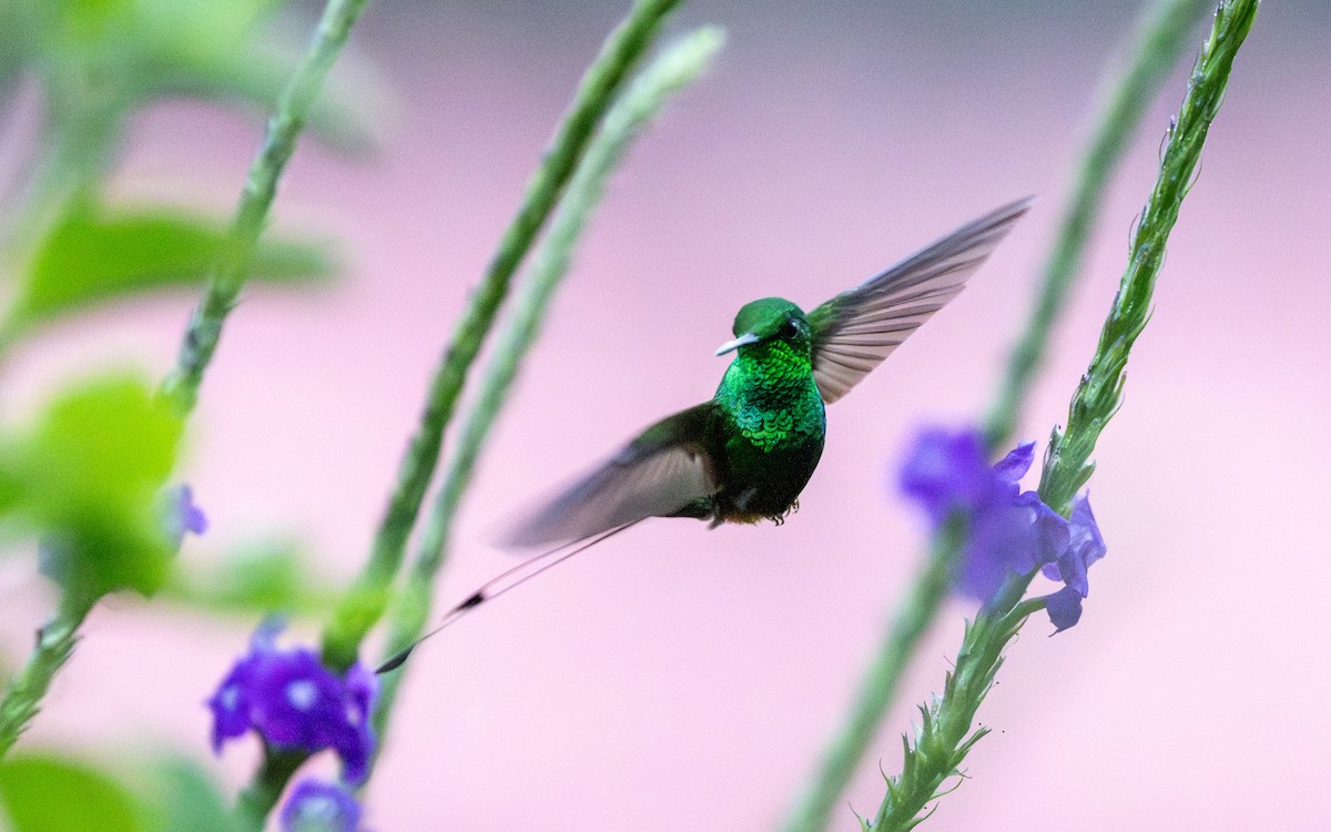 Rufous-booted Racket-tail (Anna's) - ML645929969