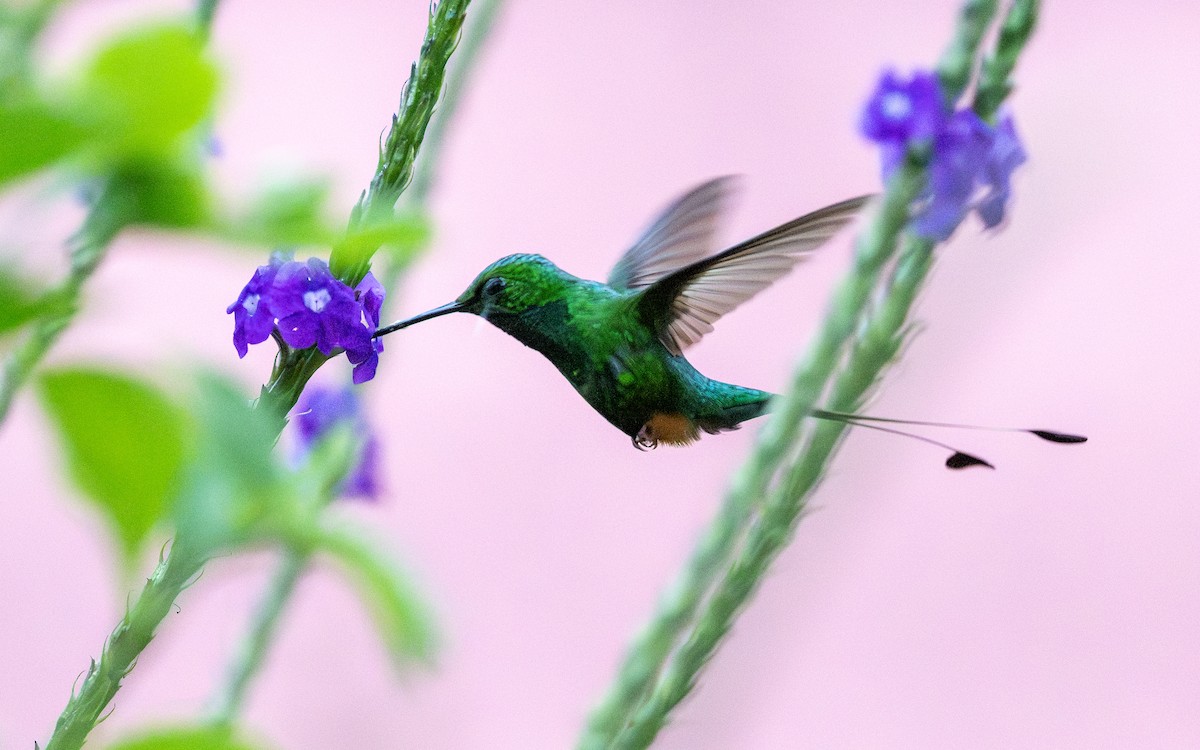 Rufous-booted Racket-tail (Anna's) - ML645929970